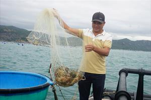 Thí điểm nuôi biển công nghệ cao trên vùng biển hở ở Khánh Hòa: Kết quả khả quan