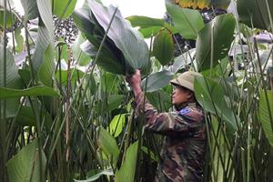 Làng trồng lá dong lớn nhất Hà Nội được giá nhưng mất mùa