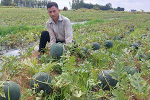 Về vùng trồng dưa hấu lâu năm ở Sóc Trăng