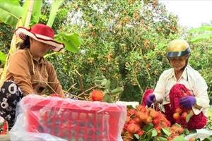 Chôm chôm Java tăng giá, nông dân Long An đón Tết sung túc