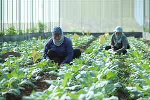 Hà Nội gỡ “điểm nghẽn” cho nông nghiệp hữu cơ