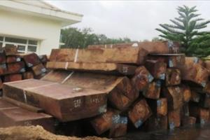 Kon Tum: Bắt giữ gần 40m3 gỗ giáng hương không rõ nguồn gốc