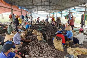 Vĩnh Long chuẩn bị cho việc xuất khẩu khoai lang chính ngạch vào Trung Quốc
