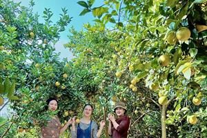 Bắc Giang tổ chức Chương trình Du lịch mùa quả ngọt