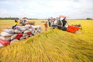 Thúc đẩy sản xuất, tiêu thụ lúa gạo theo chuỗi tại ĐBSCL