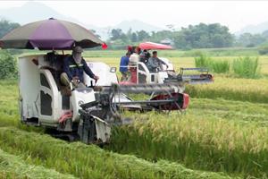Nhiều chỉ tiêu ngành Nông nghiệp Lâm Bình vượt kế hoạch đề ra