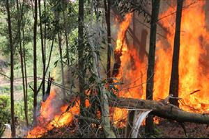 Bắc Giang: Nhiều địa phương nguy cơ cháy rừng ở mức nguy hiểm