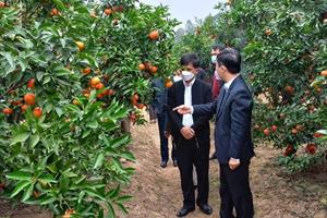 Bắc Giang tập trung gỡ khó cho sản xuất nông nghiệp