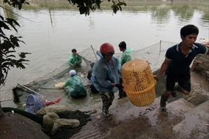 Sản lượng cá thương phẩm ở Bắc Giang tăng mạnh