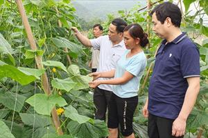 Tuyên Quang chuyển đổi gần 650ha đất trồng lúa sang cây trồng khác