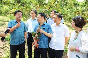 Trong 6 tháng đầu năm, giá trị sản xuất ngành Nông nghiệp Bắc Giang tăng 2,8%