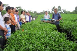 Tuyên Quang phấn đấu đến năm 2025, 60% HTX nông nghiệp hoạt động khá, tốt trở lên