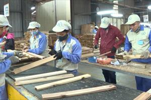Đưa Tuyên Quang trở thành trung tâm sản xuất và chế biến gỗ