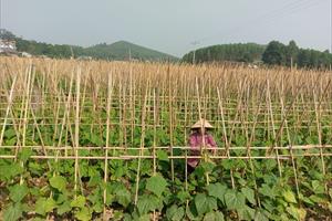 Bắc Giang tăng cường công tác quản lý trong lĩnh vực vật tư nông nghiệp