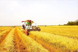 Giá lúa, gạo giảm: Đâu là nguyên nhân?