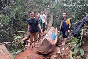 Hà Giang: Điều tra củng cố hồ sơ 5 đối tượng “tàn sát” gỗ nghiến
