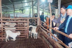 Đoàn công tác tỉnh Xay Sổm Bun (Lào) thăm mô hình sản xuất nông nghiệp tại Yên Thế (Bắc Giang)