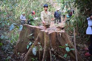 Ngành chức năng quyết liệt vào cuộc điều tra nhiều diện tích rừng bị xâm hại