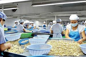 DN xuất khẩu nông sản Việt Nam cẩn trọng trước tình trạng gian lận thương mại hiện nay