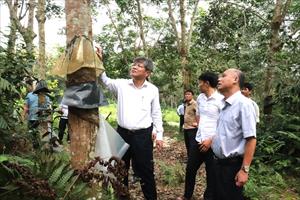 Công ty CP Cao su Hà Giang cần tập trung tìm các giải pháp để vườn cây phát triển tốt
