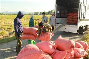 Doanh nghiệp xuất khẩu lúa gạo gặp khó khi thương lái “tung chiêu đẩy giá”