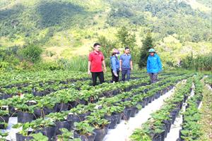 Thị trấn Phố Bảng nhân rộng các mô hình sản xuất nông nghiệp hiệu quả