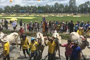 Vui lễ hội đua bò cùng đồng bào Khmer vùng Bảy Núi