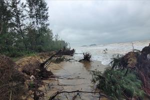 Hà Tĩnh: Bờ biển sạt lở nghiêm trọng, hàng trăm cây rừng phòng hộ bị bật gốc