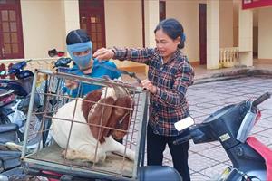 Hương Sơn hỗ trợ dê giống chất lượng cao cho các hộ chăn nuôi