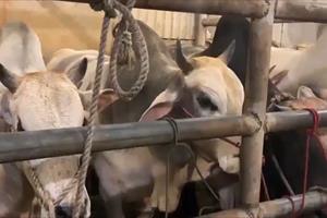 Hà Tĩnh không nhập khẩu, tiêu thụ bò tồn dư chất cấm