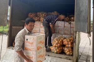 Hà Tĩnh hỗ trợ Hà Giang tiêu thụ hơn 15 tấn cam VietGAP