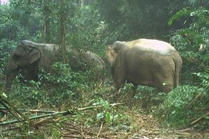 Phát hiện 2 cá thể voi rừng ở Vườn quốc gia Vũ Quang