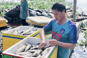 Hơn 50 tấn cá nuôi lồng bè bị chết, nông dân thôn Sông Hải trắng tay