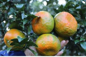 Huyện Hương Sơn ước thu hơn 200 tỷ đồng từ cây cam Bù