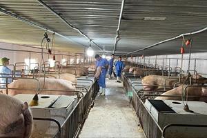 Giá lợn hơi giảm sâu, người chăn nuôi đối mặt với thua lỗ
