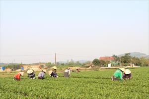 Người trồng chè Hà Tĩnh bắt đầu vào vụ thu hoạch