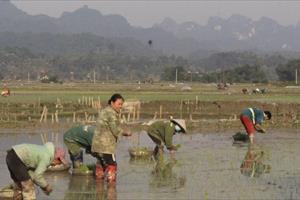 Huyện miền núi Con Cuông dự kiến gieo cấy khoảng 2.200ha lúa