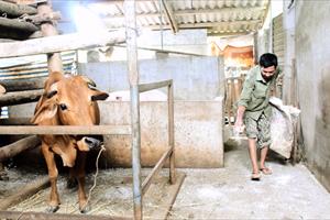 Nghệ An thúc đẩy tiêm phòng vắc-xin cho đàn gia súc, gia cầm