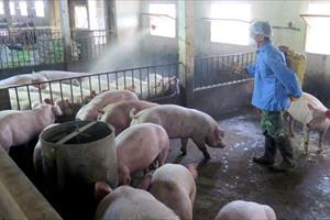 Nghệ An tập trung chỉ đạo công tác phòng, chống bệnh dịch tả lợn châu Phi