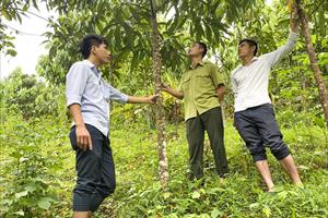 Quế Quỳ - Kỳ vọng là cây giúp huyện miền núi Nghệ An làm giàu