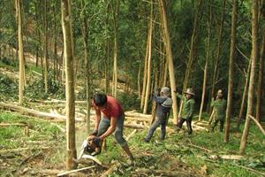 Nghệ An hướng đến mục tiêu phát triển rừng và kinh tế rừng bền vững