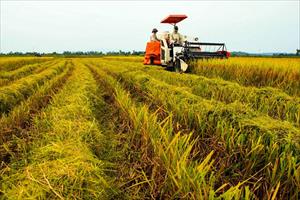 Nghệ An quyết tâm định vị trên “bản đồ” thị trường xuất khẩu lúa gạo