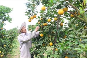 Giá cam Vinh tăng cao, người trồng cam phấn khởi vào vụ thu hoạch