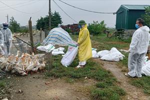 Nghệ An xuất hiện dịch cúm gia cầm H5N1