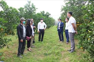 Cần gỡ vướng cho trung tâm dịch vụ nông nghiệp huyện tại Nghệ An