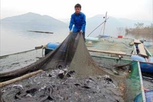 Nghệ An khai thác tiềm năng nuôi cá lồng trên lòng hồ thuỷ điện