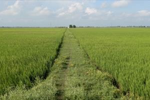 Đồng Nai chuyển đổi cơ cấu cây trồng trên đất lúa
