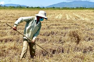 Quế Sơn: Sản xuất nông nghiệp còn gặp nhiều khó khăn