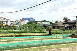 Quảng Nam: Làm lợi cho nhà nông, làm an tâm người tiêu dùng