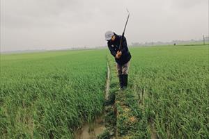 Quảng Nam: Nông dân vất vả xuống đồng dặm lúa, do mưa bất thường